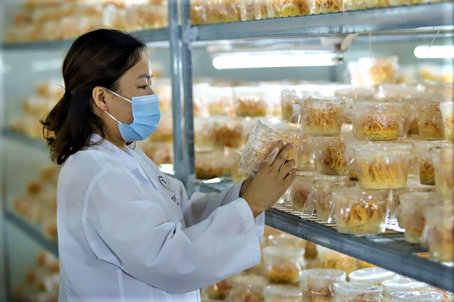 Cựu sinh viên Công nghệ Sinh học thành nữ tỉ phú nhờ trồng nấm