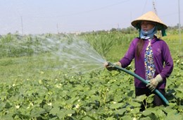 Hệ thống tưới ngầm tự động cho cây trồng