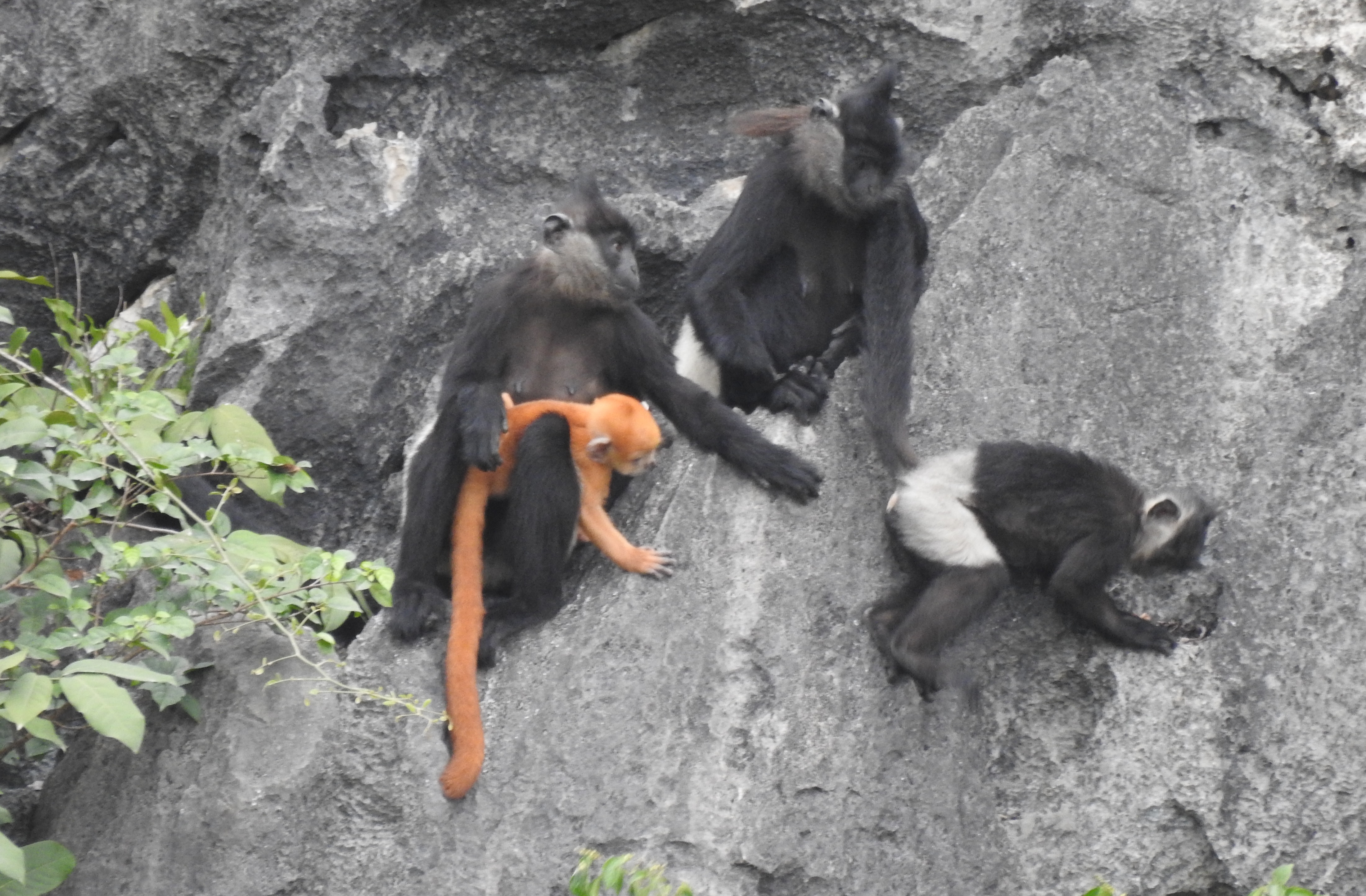 Cán bộ Trường Đại học Khoa học Tự nhiên nghiên cứu bảo tồn loài Voọc mông trắng  ở miền Bắc Việt Nam