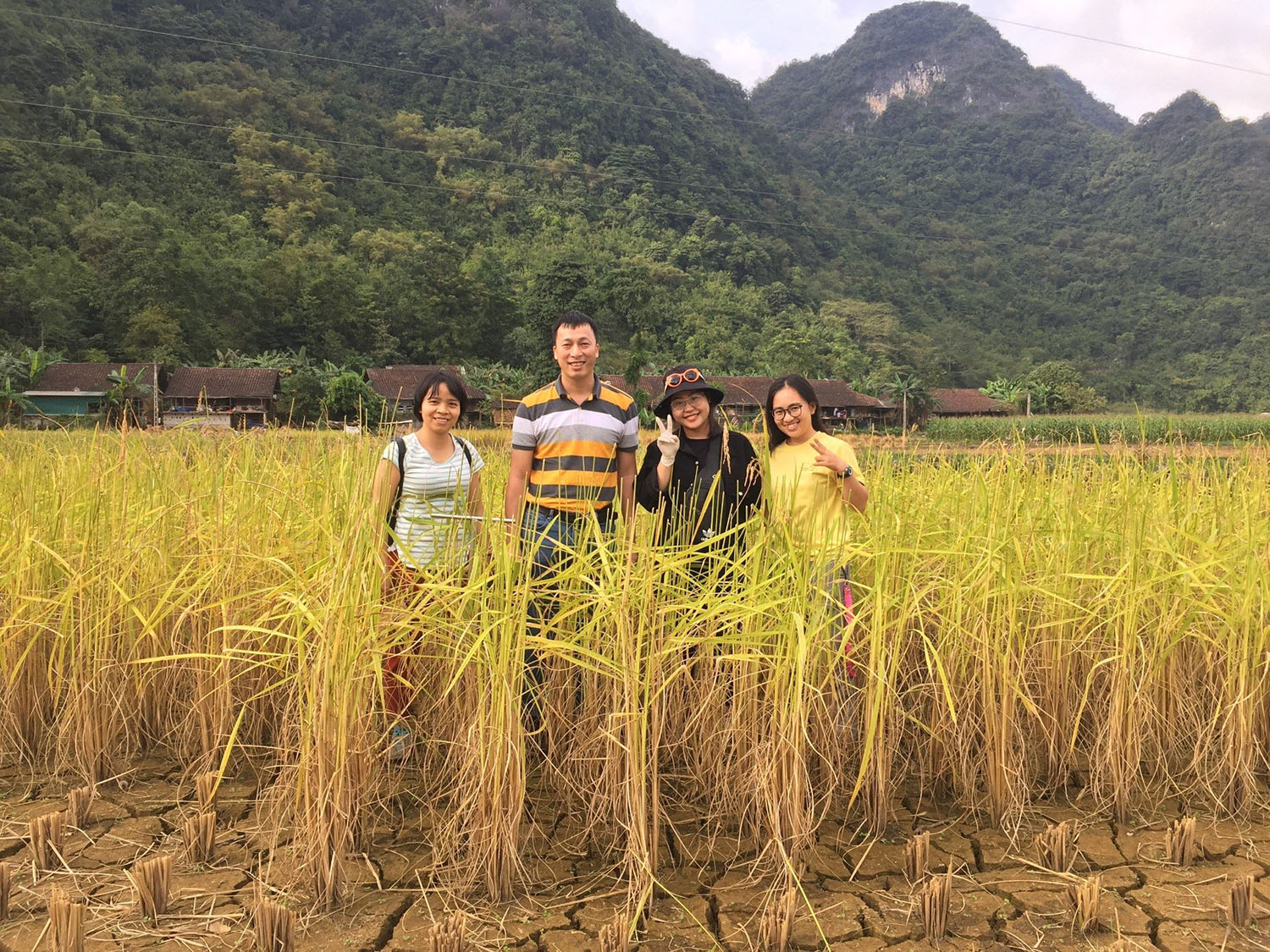 Asen trong lúa gạo Việt Nam - hiện trạng, dự báo xu hướng và các giải pháp giảm thiểu