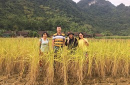 Asen trong lúa gạo Việt Nam - hiện trạng, dự báo xu hướng và các giải pháp giảm thiểu