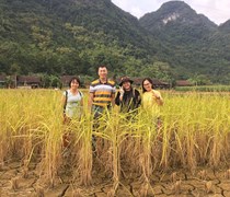 Asen trong lúa gạo Việt Nam - hiện trạng, dự báo xu hướng và các giải pháp giảm thiểu