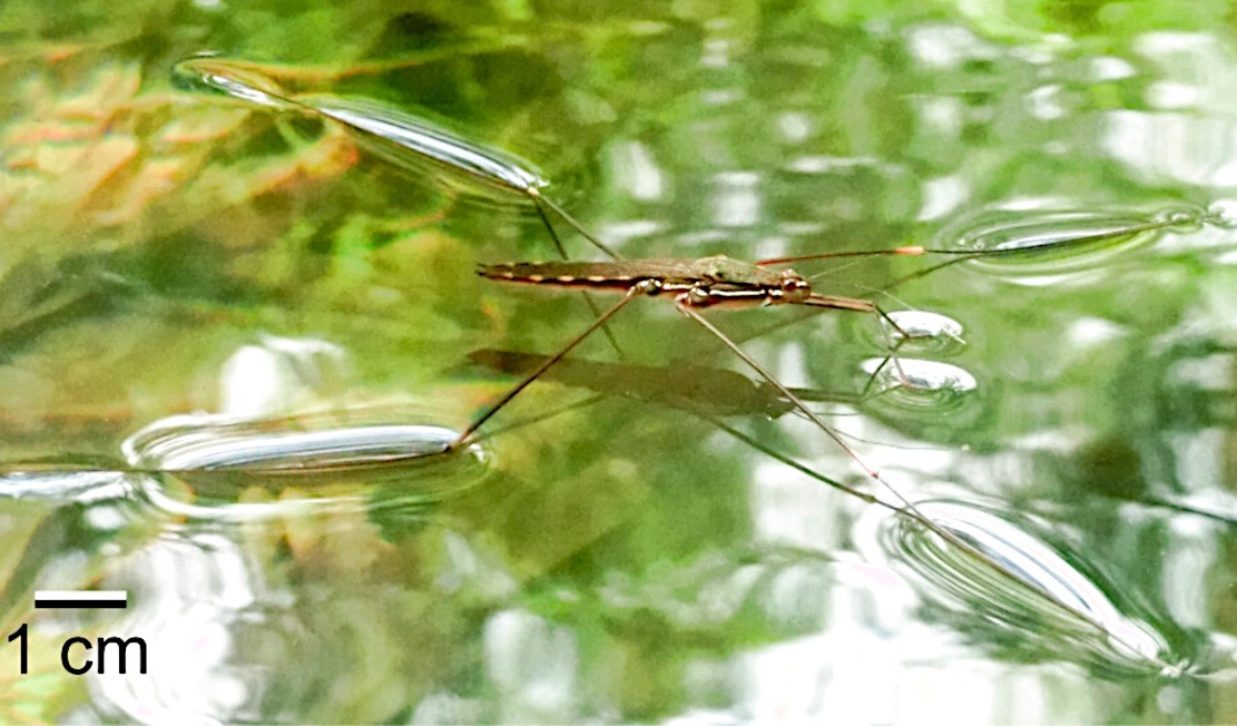 Mô hình Toán học giúp phát hiện cơ chế nhảy mới của loài gọng vó lớn