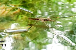 Mô hình Toán học giúp phát hiện cơ chế nhảy mới của loài gọng vó lớn