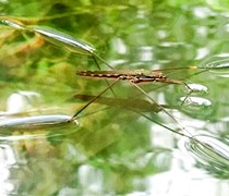 Mô hình Toán học giúp phát hiện cơ chế nhảy mới của loài gọng vó lớn